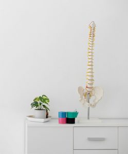 model -of-a-spine-on-desk
